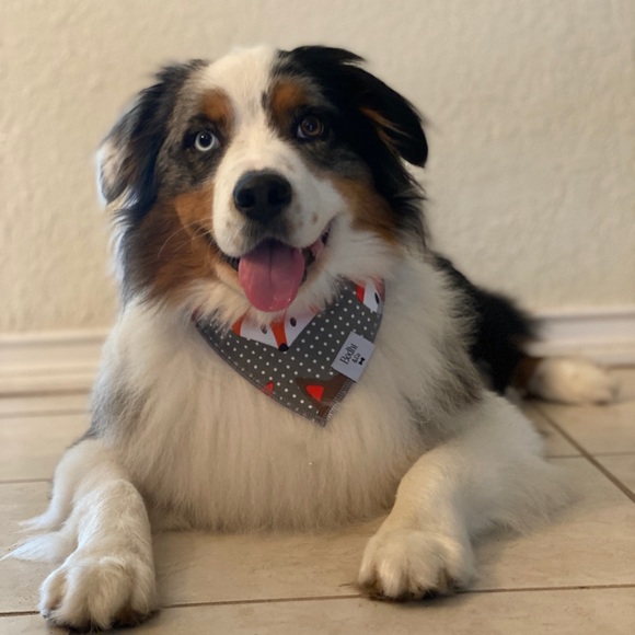 The Fox On The Hound Dog Bandana! - Picture 2 of 6